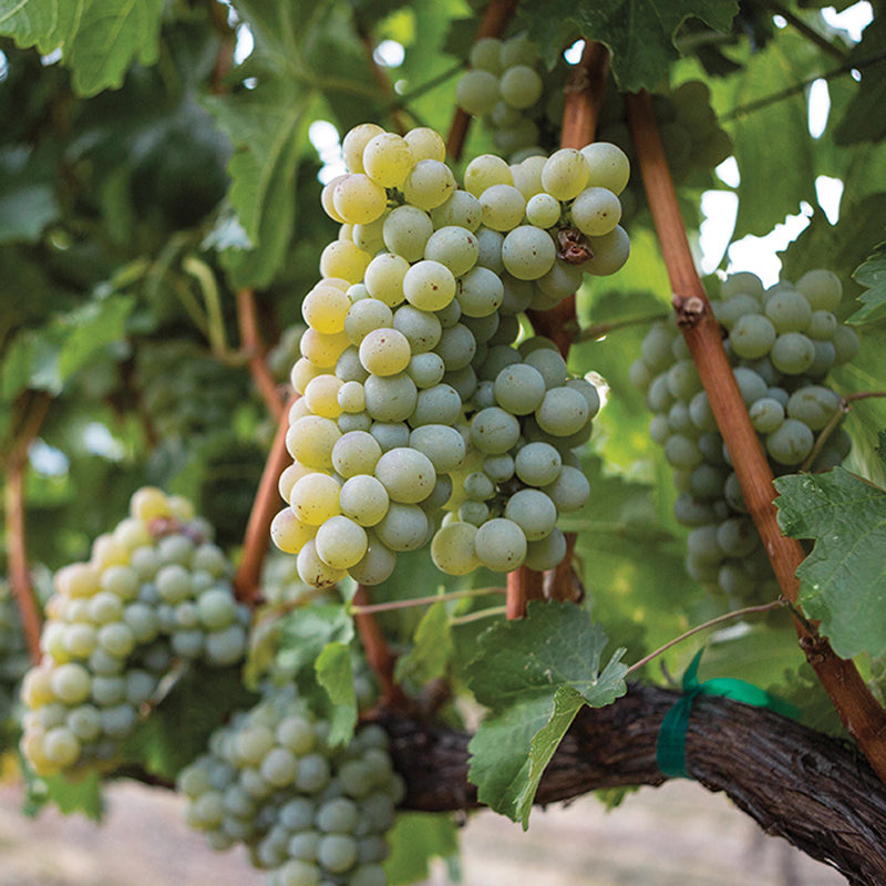 Sauvignon Blanc Grape Plant, Potted