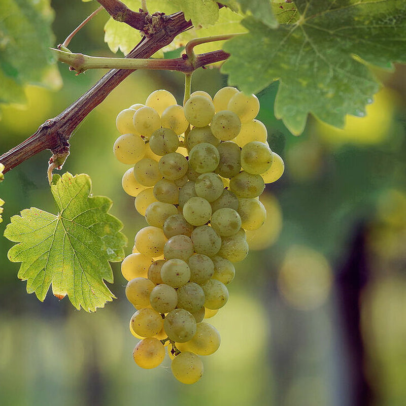 Sauvignon Blanc Grape Plant, Potted