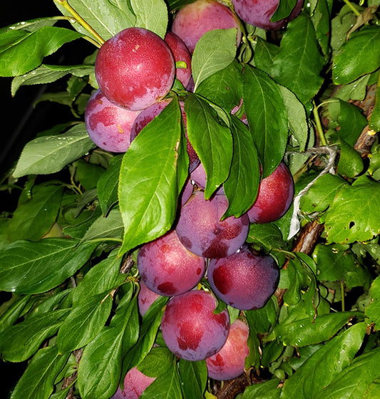 Sugar Twist Pluerry tree, cherry plum, bare root