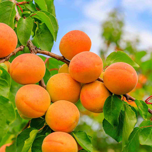 Tilton Apricot Tree, Bare Root, Self-fruitful