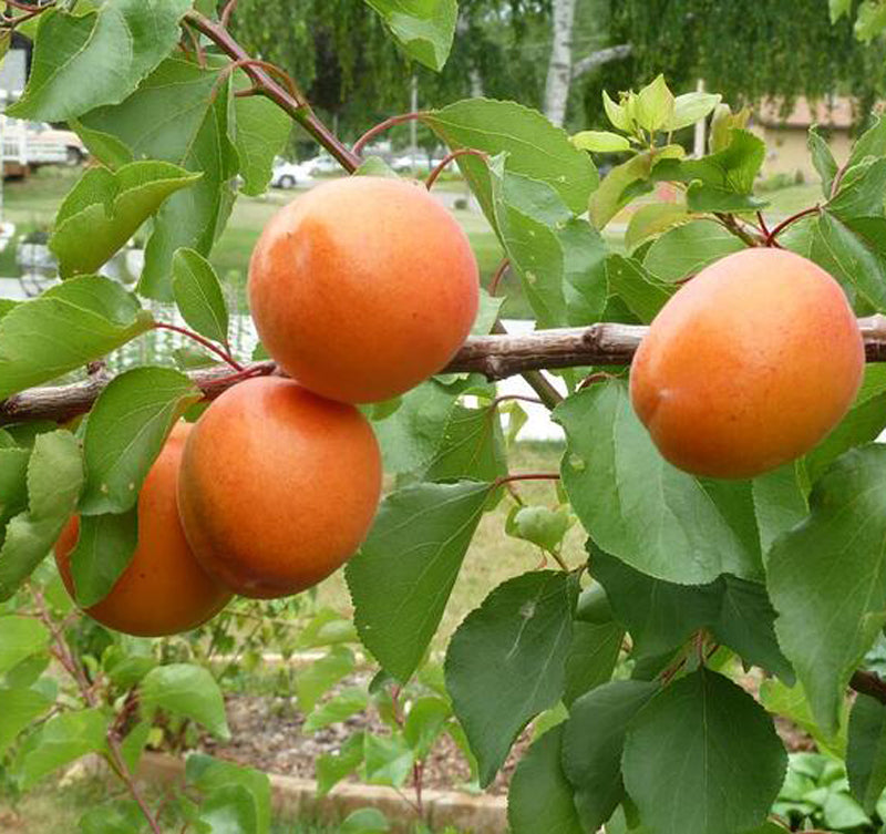 Tomcot Apricot Tree, Bare Root, 3 feet tall