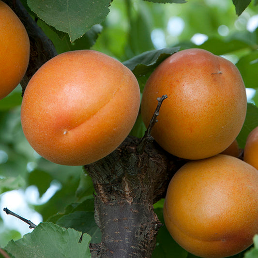 Tomcot Apricot Tree, Bare Root, 3 feet tall