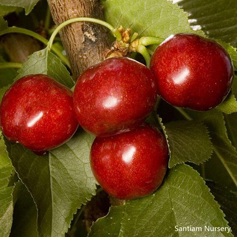Utah Giant Sweet Cherry Tree, Bare Root, 1/2