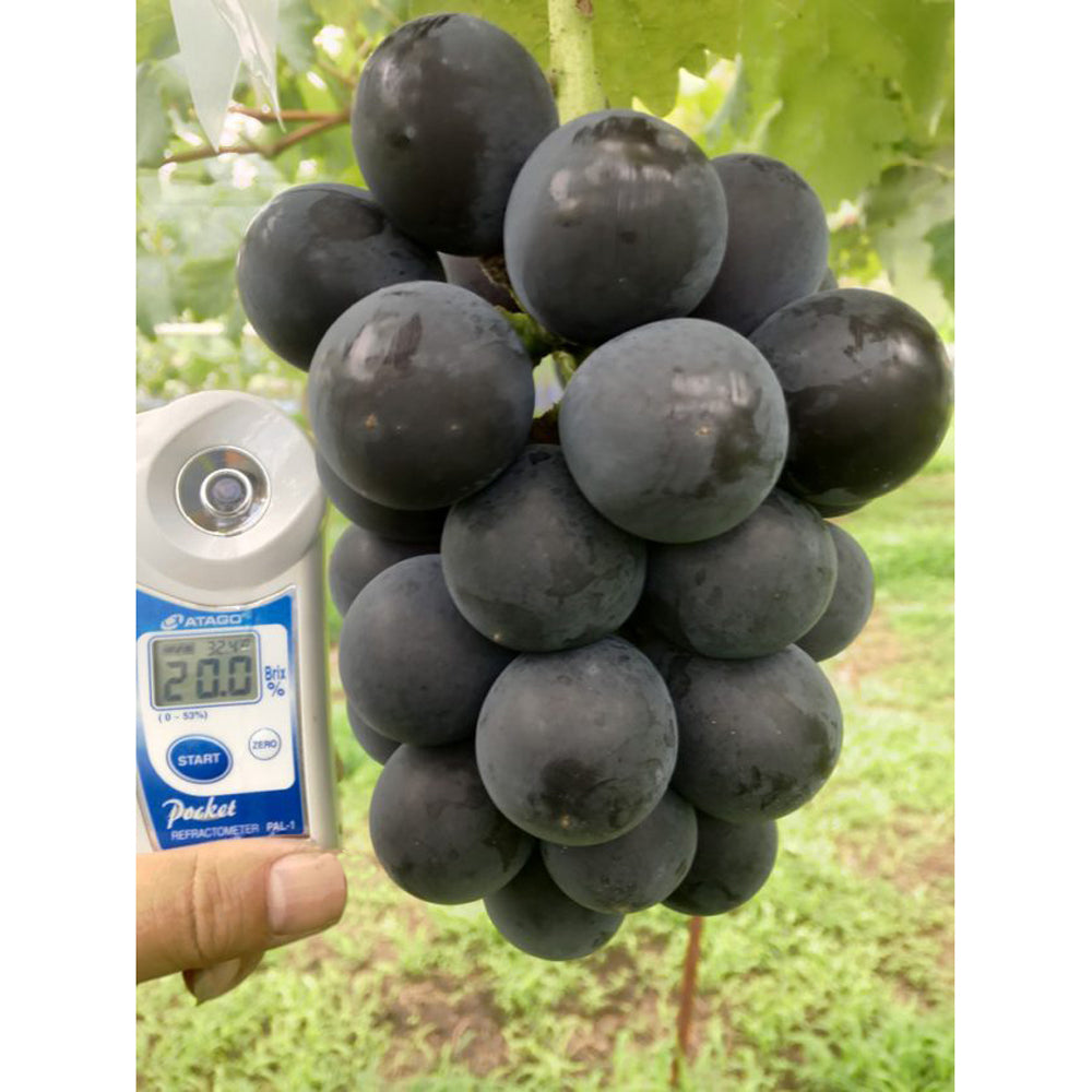 Japanese Fujiminori giant table grape cuttings 6X 日本藤稔葡萄 乒乓葡萄 巨大粒