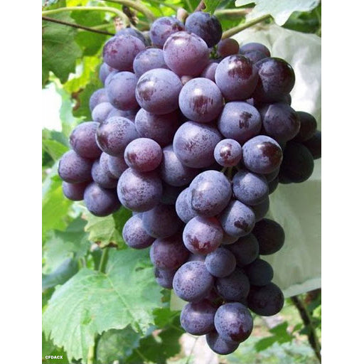 Muscat Hamburg table grape cuttings 6X 玫瑰香葡萄插条 汉堡麝香葡萄