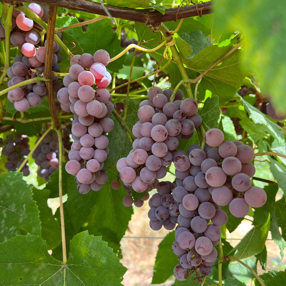 Canadice seedless table grape cuttings 6X