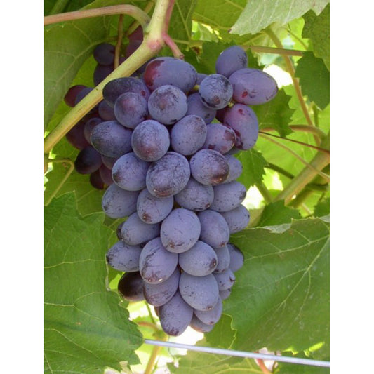 Jupiter muscat flavor seedless table grape cuttings 6X 无核玫瑰香，麝香葡萄插条