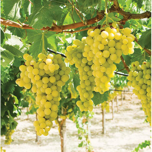 Lakemont seedless table grape cuttings 6X