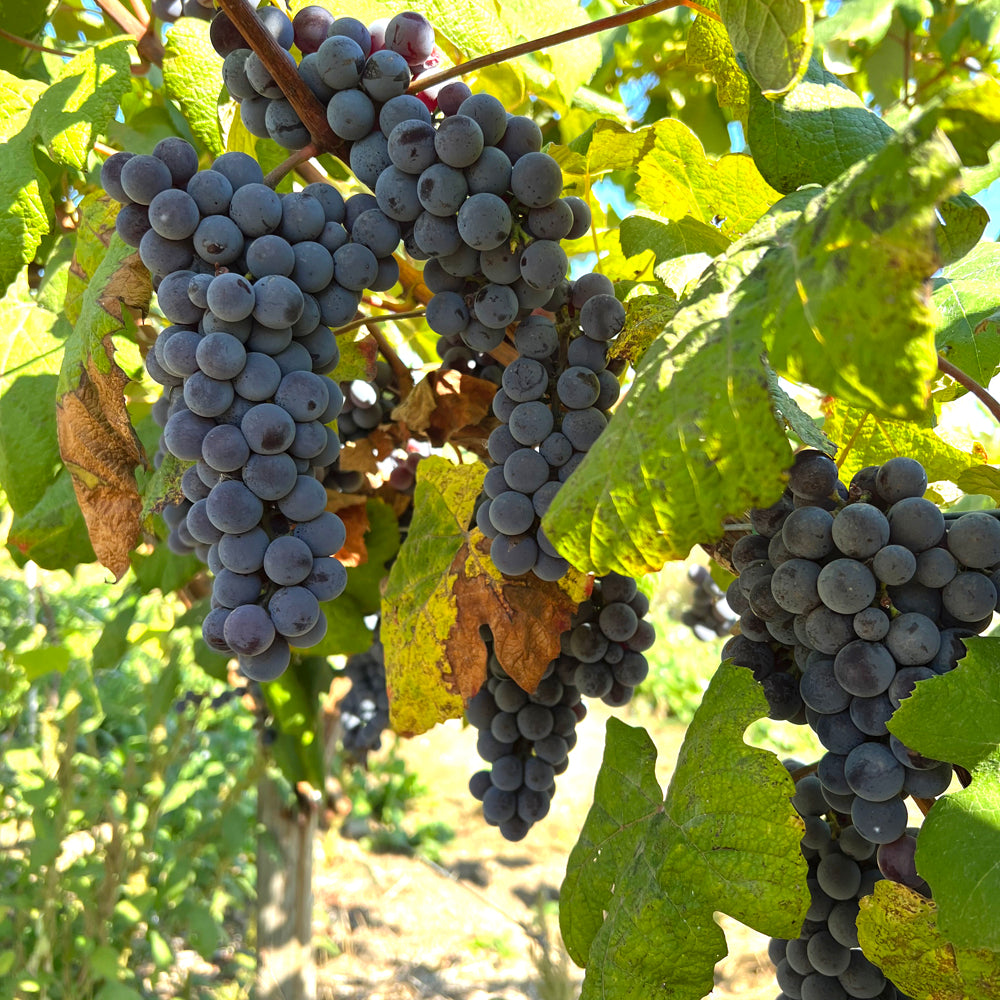 Steuben seeded table grape cuttings 6X 日本司徒本葡萄插条 滑皮