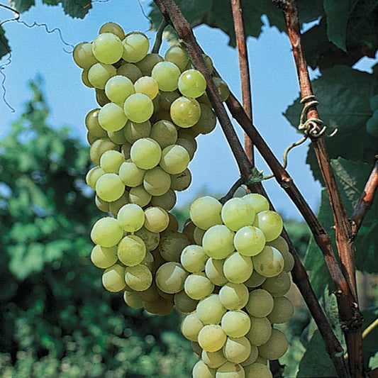 Early Muscat table grape seeded cuttings 6X 麝香葡萄，黄金玫瑰香葡萄插条