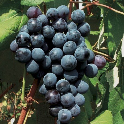 New York Muscat grape cuttings 6X 纽约玫瑰葡萄，麝香葡萄