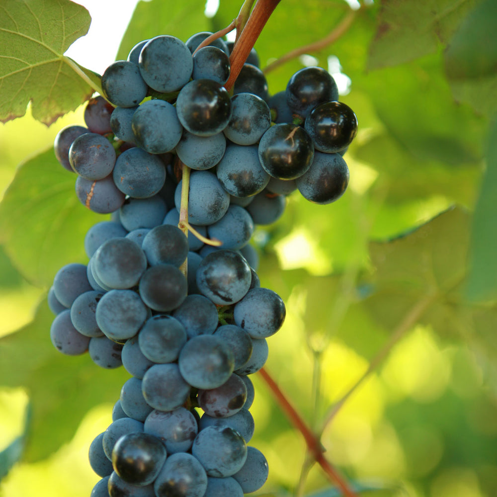 Steuben seeded table grape cuttings 6X 日本司徒本葡萄插条 滑皮